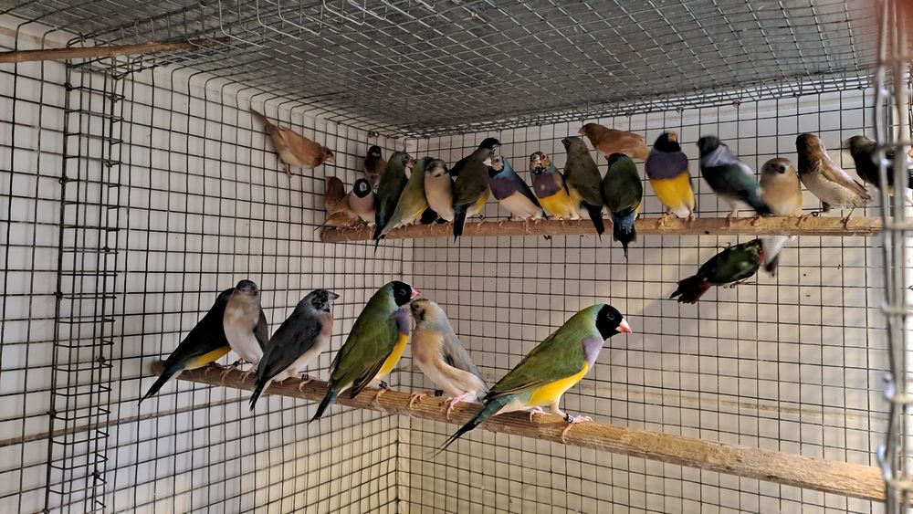 Diamantes  Gould