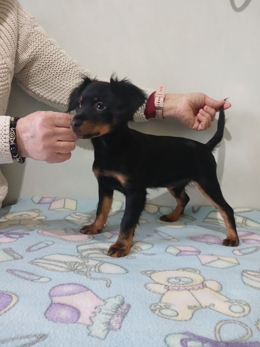 Цена снижена 2 девочкт