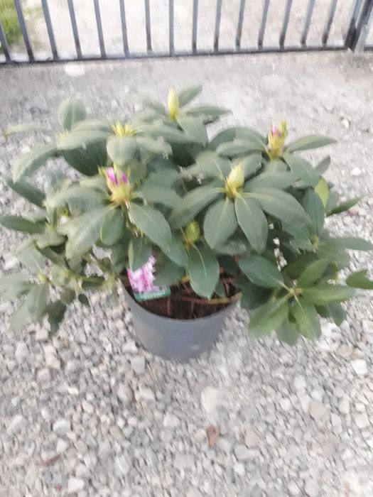 rododendron Roseum Elegants C 4