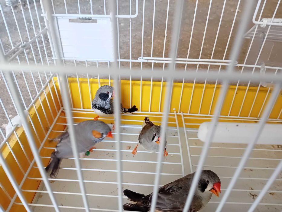 Mandarins deste ano