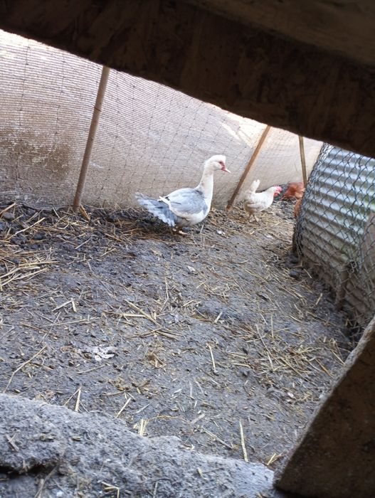 Sprzedam kaczki 8 sztuk