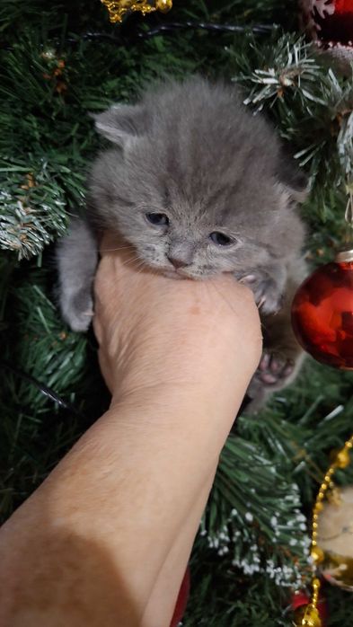 Шотландські  пухнастики.