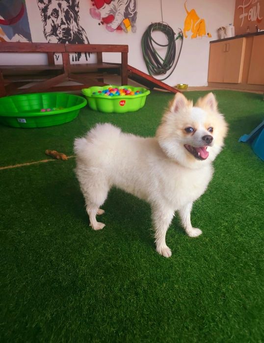 Banhos e tosquia canina