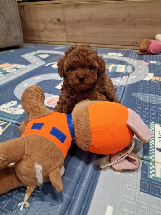 Хлопець чудовий той пудель.кітай.темний ред браун