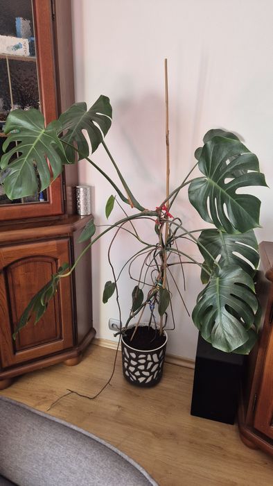 Kwiat monstera .
