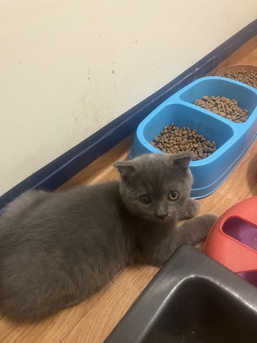 Scottish fold gatinho
