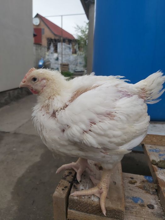 Підрощений бройлер Кобб 500 3 тиж.