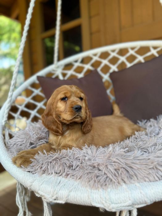 Cocker spaniel angielski Piesek