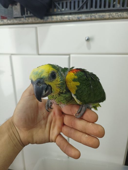Papagaios amazonas