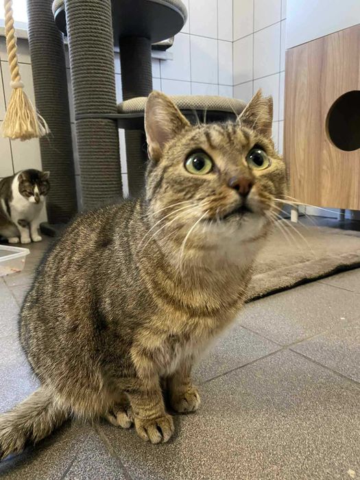 Bruno i Kacperek dwa kocurki adopcja wspólny dom schronisko
