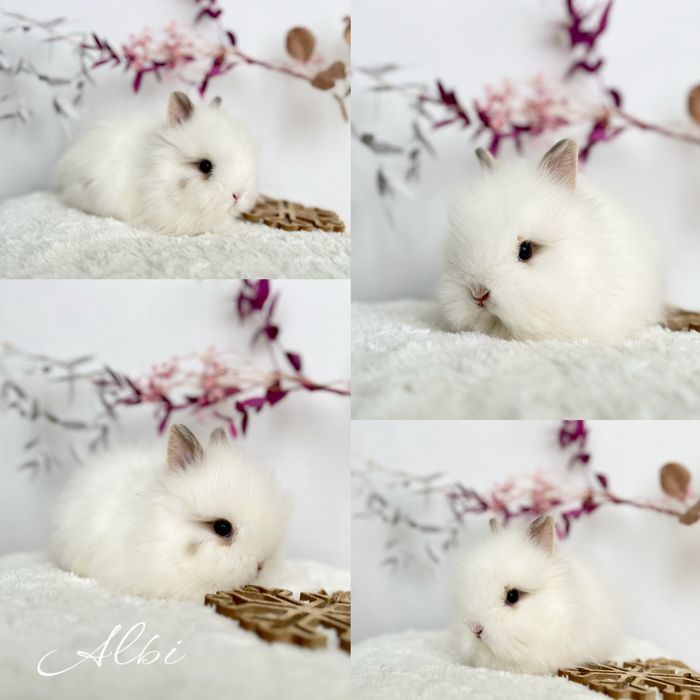 Mikro Króliczki Karzełki Teddy, Mini Lop czystej rasy