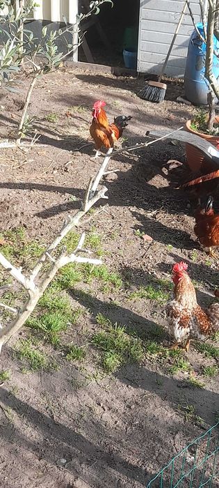 Aves adultas boas a por ovos