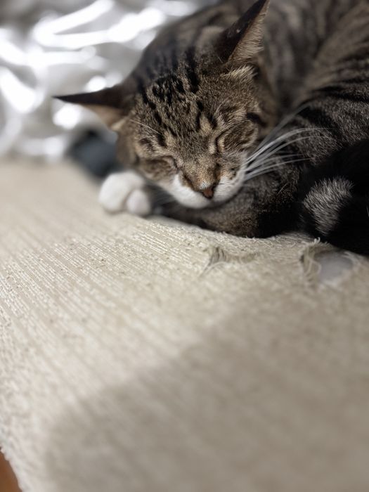 Servico de Dog walking e cat setting