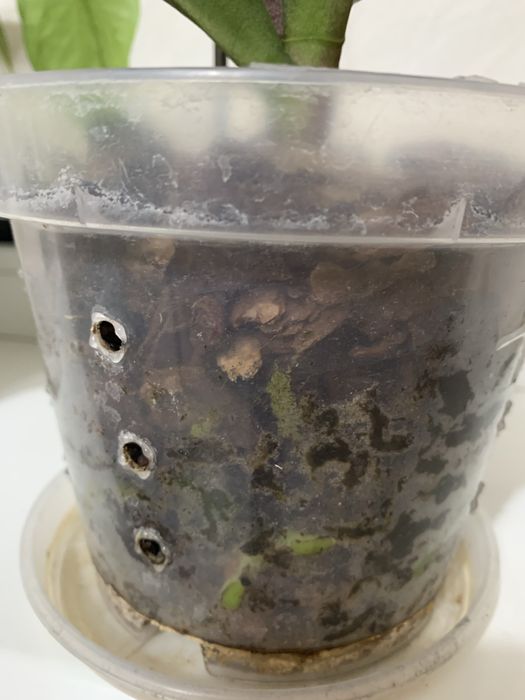 Продається орхідея