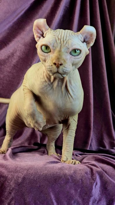 Ельф елітна дівчинка