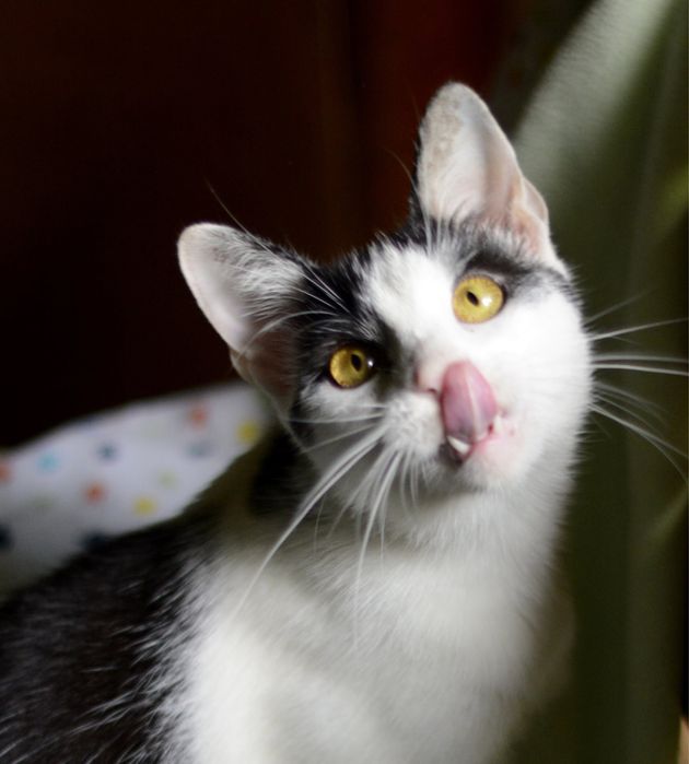 Pokochaj i Przygarnij Zuźka