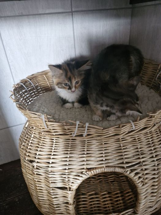 Віддам у добрі руки кошеня