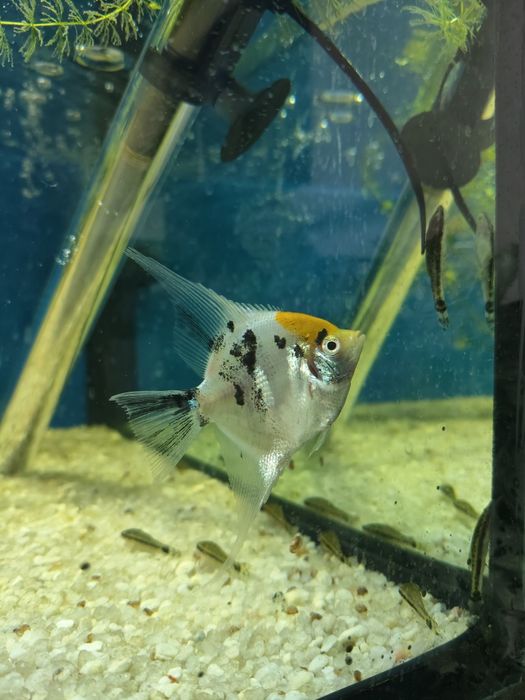 Escalares Pterophyllum scalare