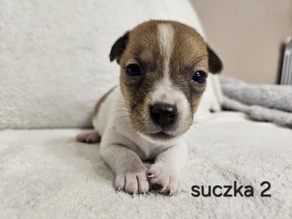 Suczka Jack Russell Terrier