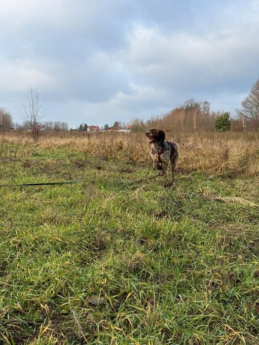 Wyżeł Brus czeka na pilny dom