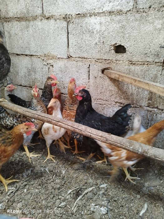 Galinhas dos ovos azuis e ovos verdes