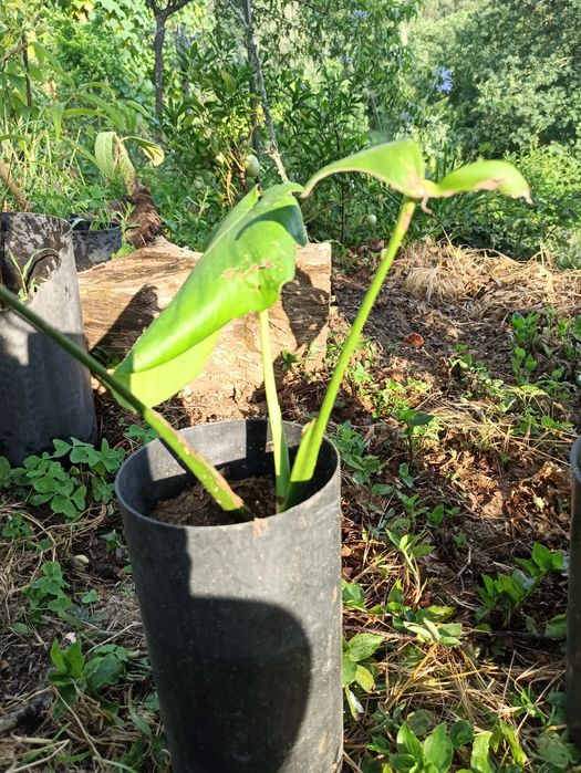 Monstera deliciosa - costela de Adão
