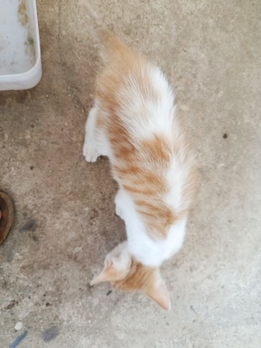 Gatinha bebé para adoção
