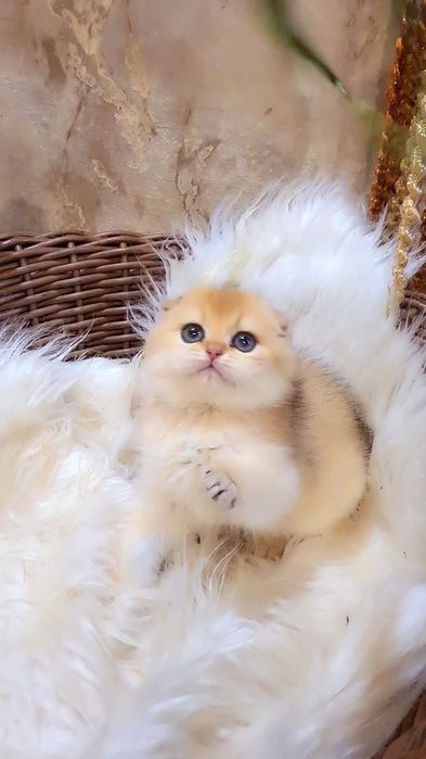 2куколки ждут вас! Золотая шиншилла