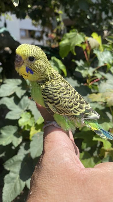 Fantastico Periquito domesticado - baixa de preço