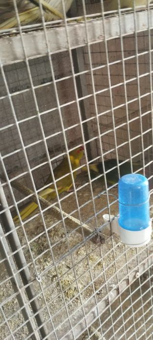 Vendo um casal de red rump e 2 machos e 1 fêmea de kakarakis