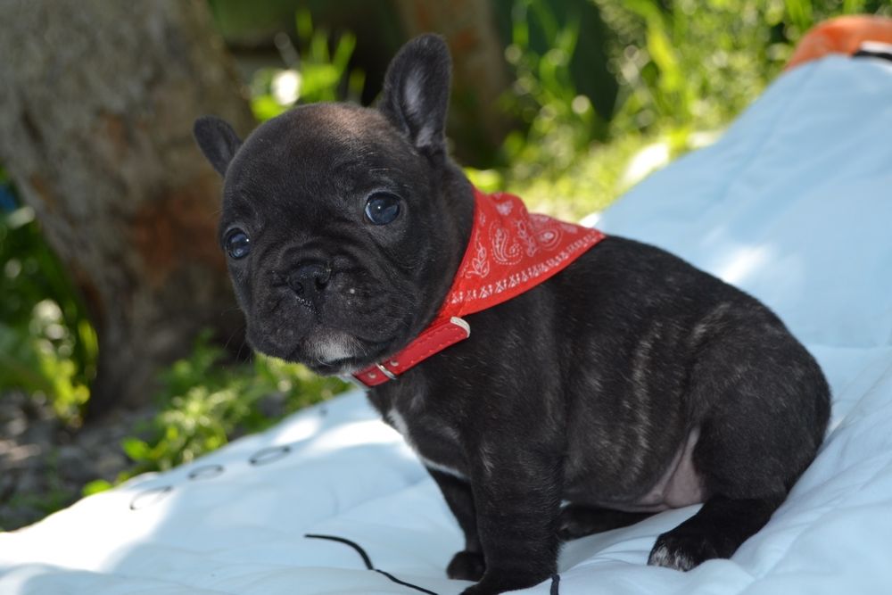 Дівчина французька ,мінні