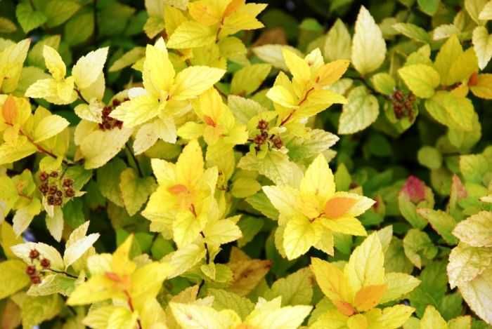 Спірея японська "Голден Прінцесс"