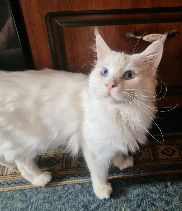 Срочно! Молодой Мейн Кун!