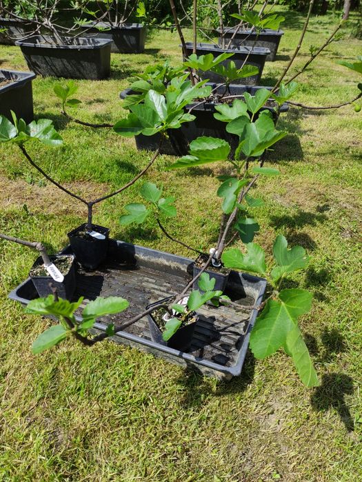 Ficus carica, figa, figowiec jadalny