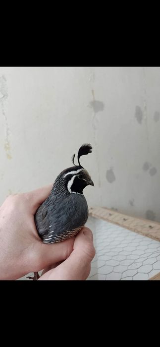 Przepiór Kalifornijski