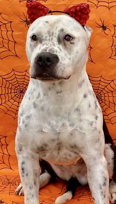 Cadela Pitbull para adoção responsável