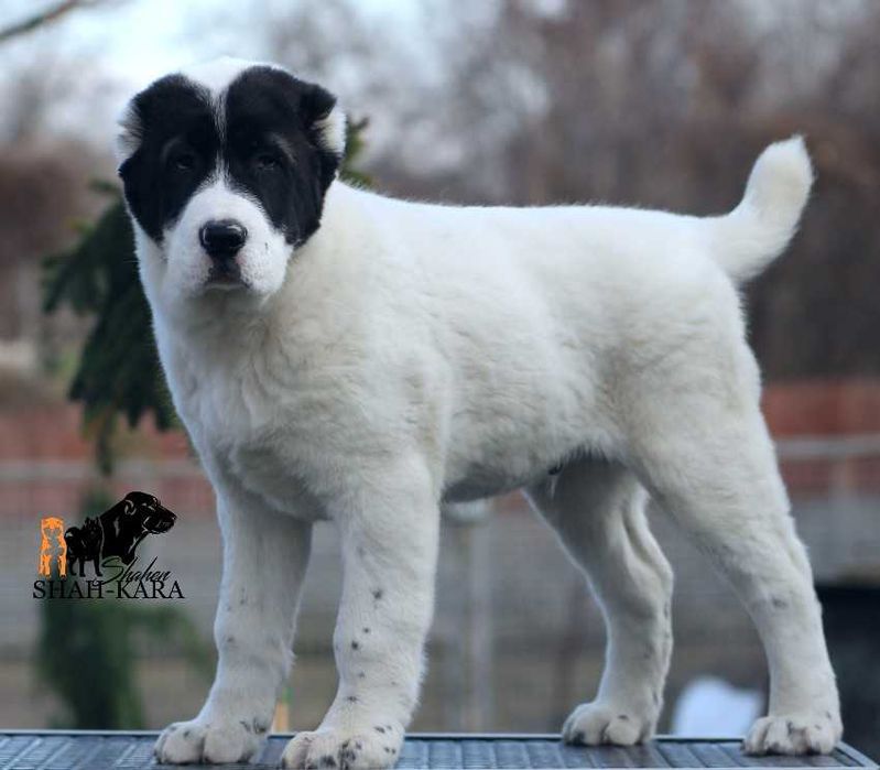 Яркий крупный кобель Среднеазиатской овчарки