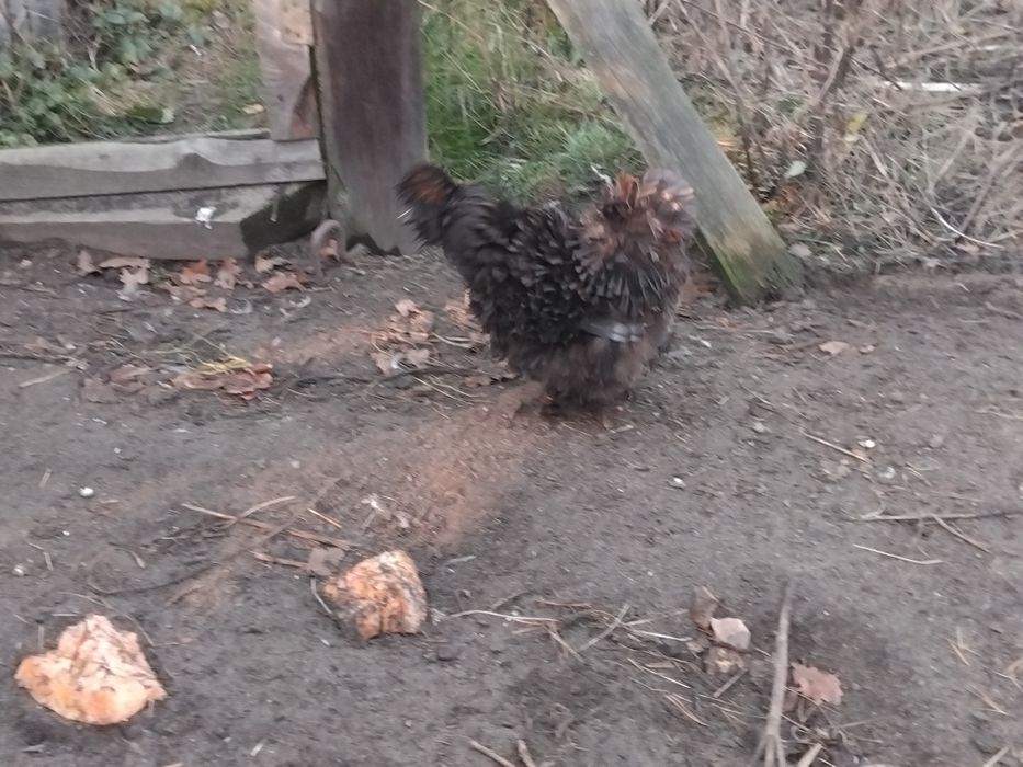 Silki, kury ozdobne,  sileczki, silka, wyandotte,  jersey giant