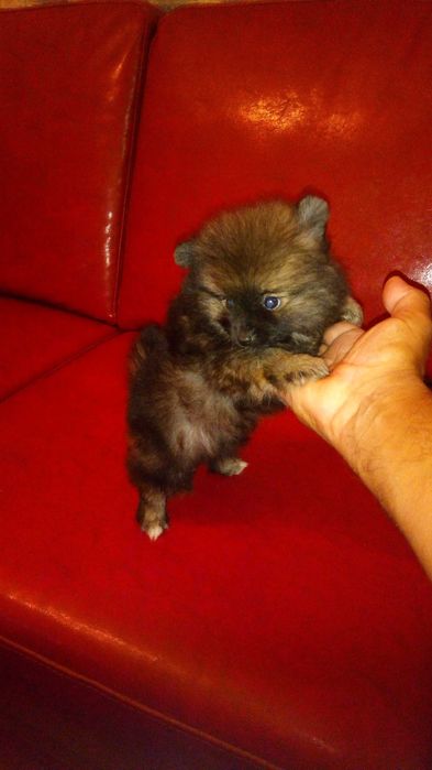 Sptiz Alemão Anão/Lulu da Pomerânia