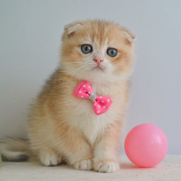 Висловухий золотий котик