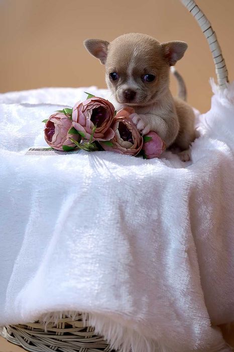 Яркие щенки чихуа - МИНИ И СТАНДАРТ