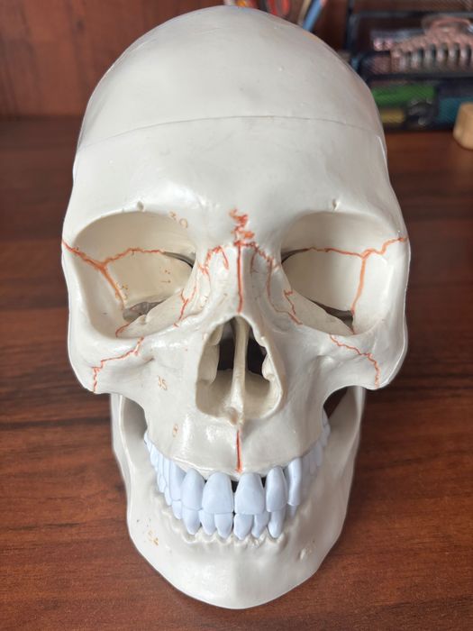 Czaszka do nauki anatomii