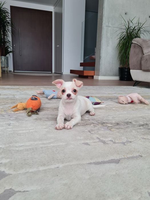 Excelente mini menino Chihuahua/Chiuaua Linhagem Russa de Qualidade