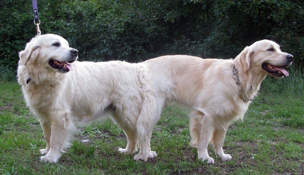 Золотистий ретривер, парування/вязка