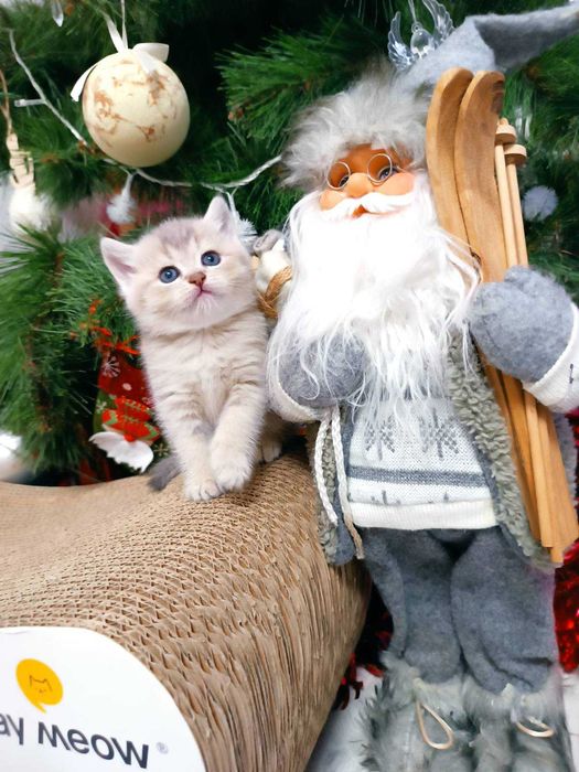 Котик золота шиншила, колір блакитне золото