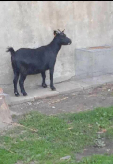 Kozy kózki miniaturki 2 kózki i capek