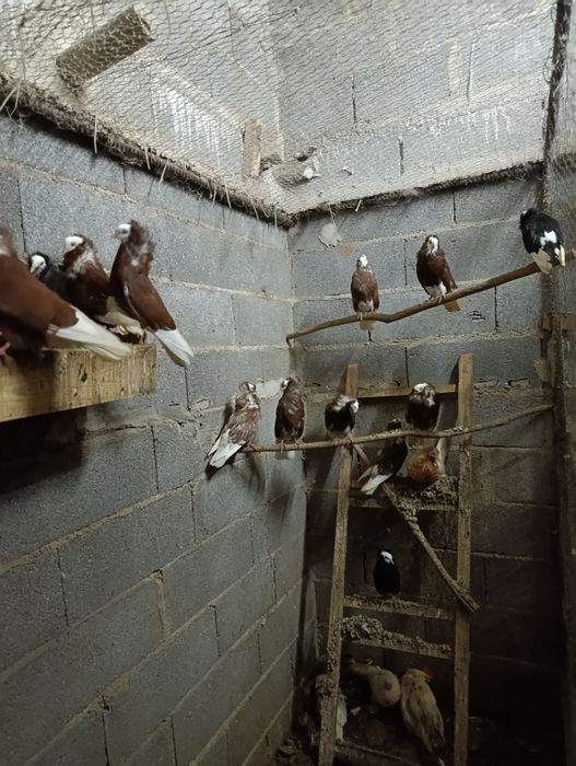 Pombos Capuchinho