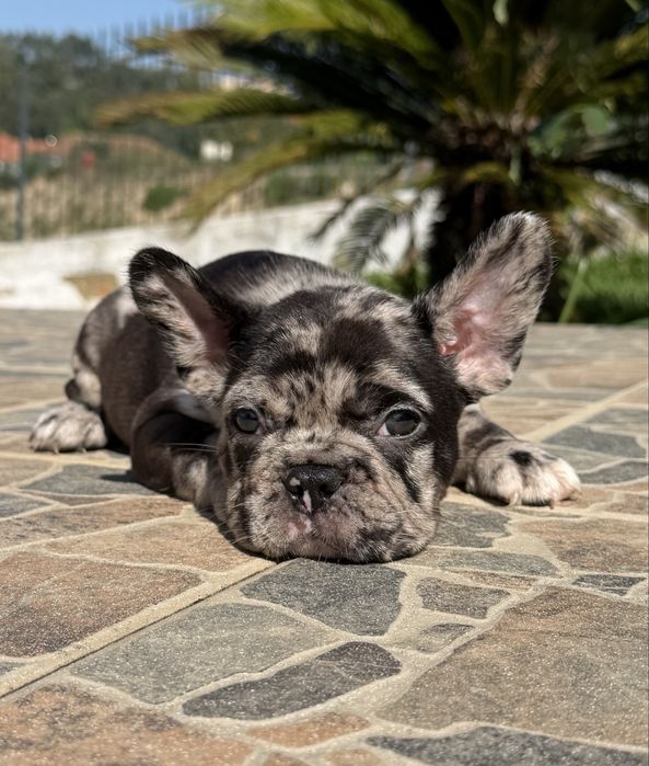 Bulldog Francês Menina