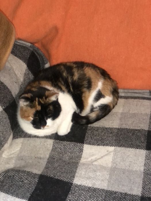 Кошечка Марта ждёт свою семью