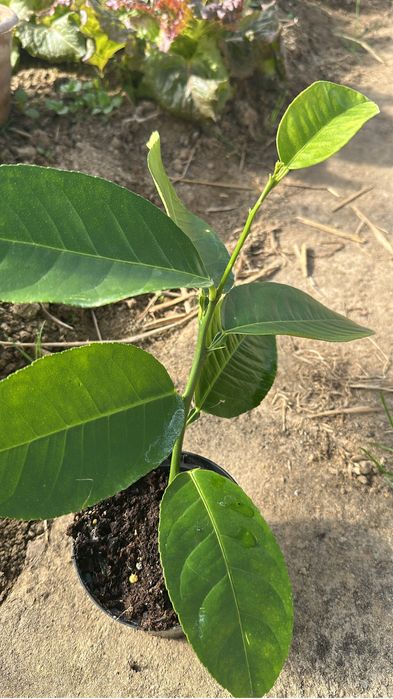 Cytryna skierniewicka